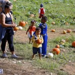 J&J Produce Pick Your Own Pumpkin Bermuda October 11 2019 (10)