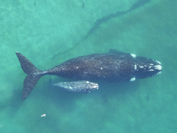 Whale Bermuda Oct 2019 (2)