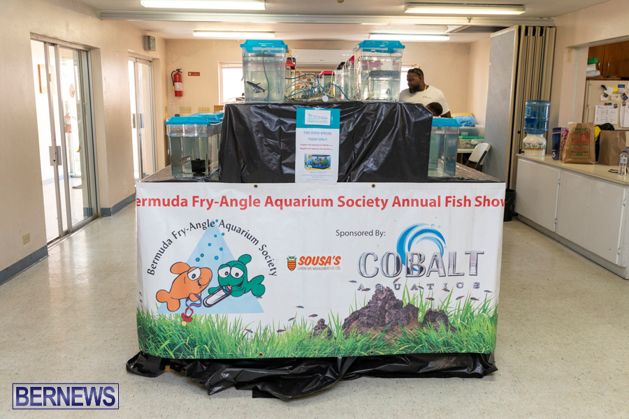 Bermuda-Fry-Angle-Aquarium-Society-Annual-Tropical-Fish-Show-November-16-2019-2444