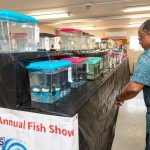 Bermuda Fry-Angle Aquarium Society Annual Tropical Fish Show, November 16 2019-2447