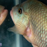 Bermuda Fry-Angle Aquarium Society Annual Tropical Fish Show, November 16 2019-2484