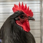 Bermuda Poultry Fanciers Society Fall Jamboree, November 9 2019-1232