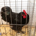 Bermuda Poultry Fanciers Society Fall Jamboree, November 9 2019-1233