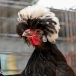 Bermuda Poultry Fanciers Society Fall Jamboree, November 9 2019-1249