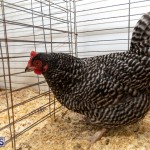 Bermuda Poultry Fanciers Society Fall Jamboree, November 9 2019-1258