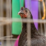 Bermuda Poultry Fanciers Society Fall Jamboree, November 9 2019-1277