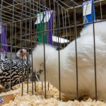 Bermuda Poultry Fanciers Society Fall Jamboree, November 9 2019-1284