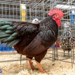 Bermuda Poultry Fanciers Society Fall Jamboree, November 9 2019-1321