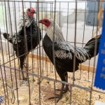 Bermuda Poultry Fanciers Society Fall Jamboree, November 9 2019-1325