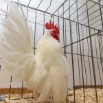 Bermuda Poultry Fanciers Society Fall Jamboree, November 9 2019-1332