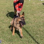 Devil's Isle All Breed Club 2019 Bermuda International Dog Shows Bermuda, November 2 2019-0511