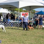 Devil's Isle All Breed Club 2019 Bermuda International Dog Shows Bermuda, November 2 2019-0571
