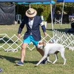Devil's Isle All Breed Club 2019 Bermuda International Dog Shows Bermuda, November 2 2019-0573