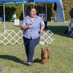 Devil's Isle All Breed Club 2019 Bermuda International Dog Shows Bermuda, November 2 2019-0577
