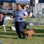 Devil's Isle All Breed Club 2019 Bermuda International Dog Shows Bermuda, November 2 2019-0599