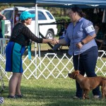 Devil's Isle All Breed Club 2019 Bermuda International Dog Shows Bermuda, November 2 2019-0608