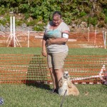 Devil's Isle All Breed Club 2019 Bermuda International Dog Shows Bermuda, November 2 2019-0621