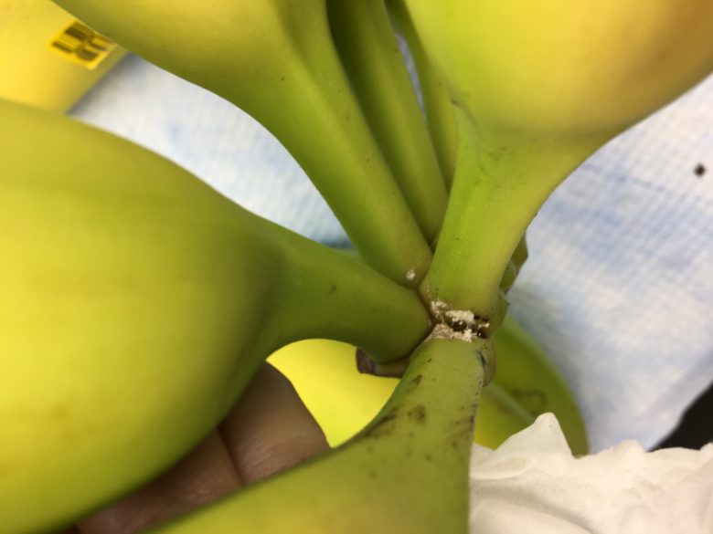 Possible Banana Shortage Due To Contamination Bernews