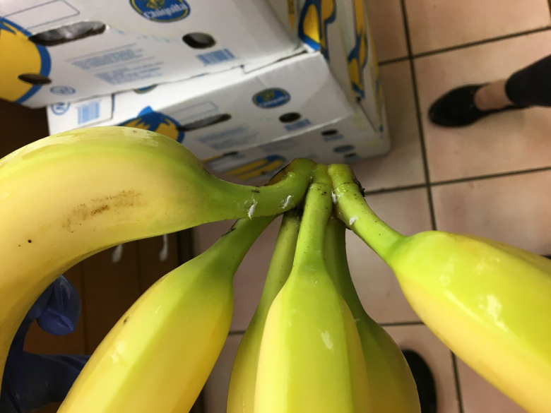 banana Bermuda Jan 31 2020 (3)