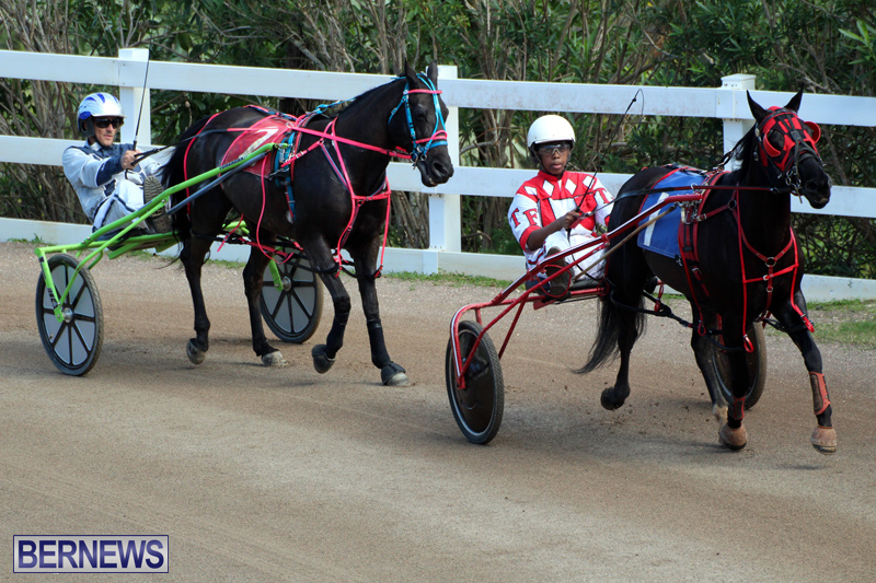 Bermuda-Harness-Pony-Racing-Feb-9-2020-12