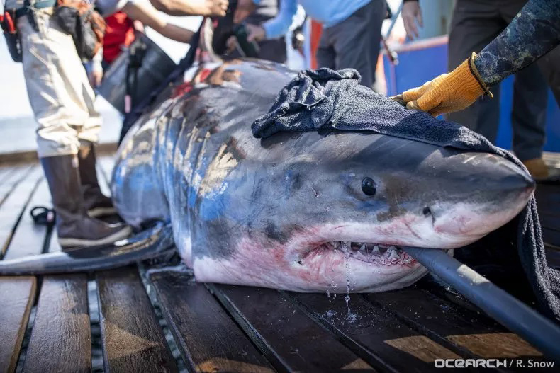Great White Shark Unamaki April 2020