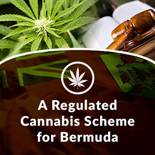Regulated Cannabis Scheme Bermuda June 2020