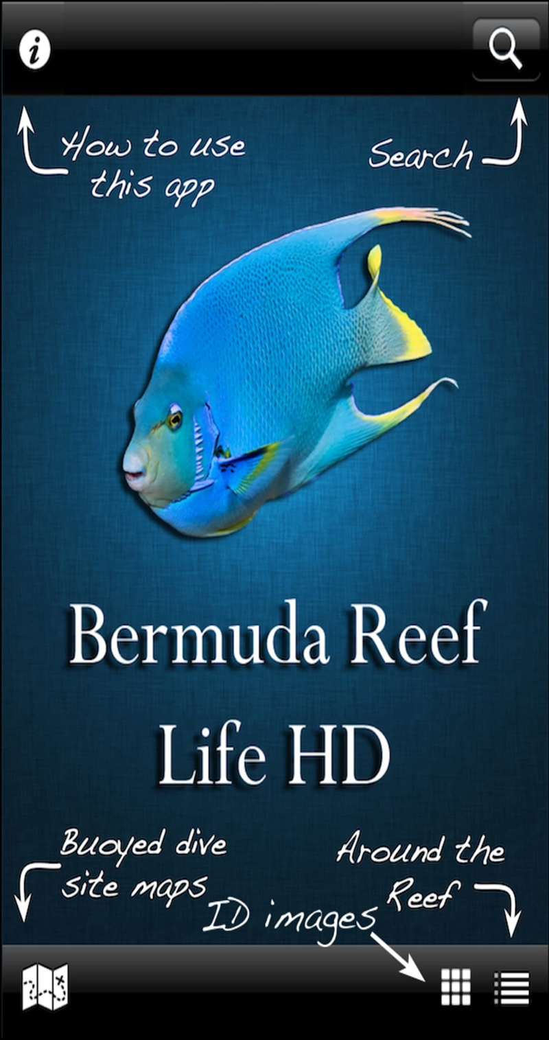 Bermuda Reef Life HD App Sept 2020 1