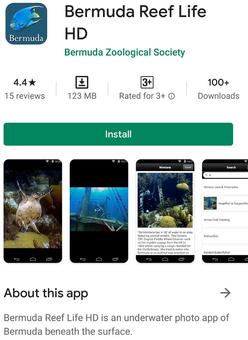 Bermuda Reef Life HD App Sept 2020 2