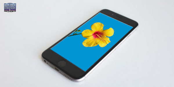 Phone wallpaper wednesday TWFB Yellow Bermuda Hibiscus Flower 2a8E3daE