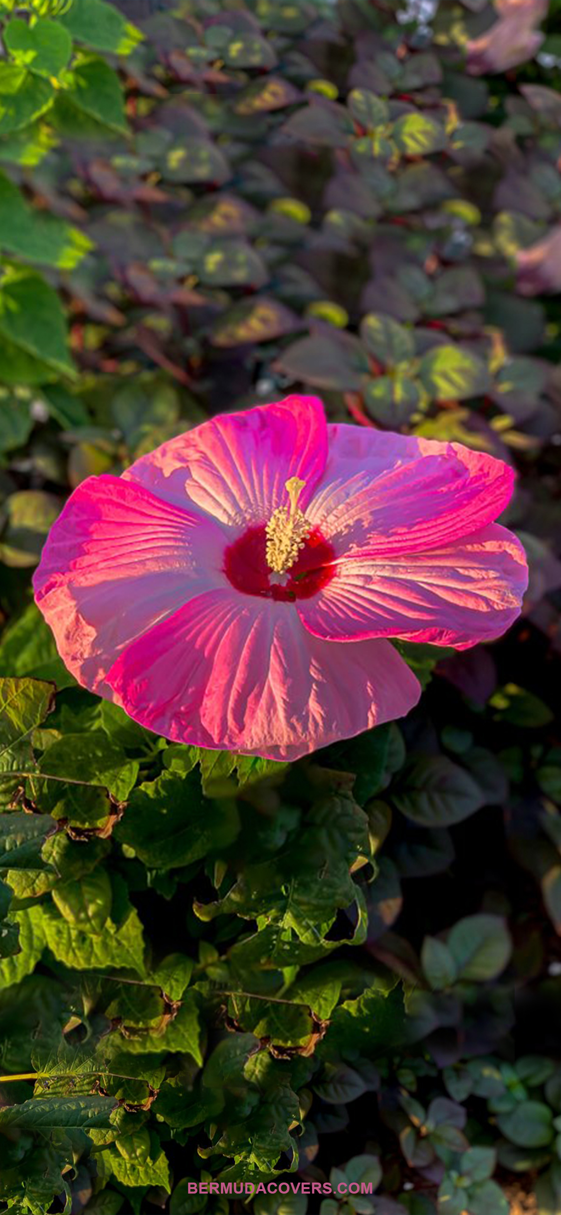 Pink-Bermuda-Hibiscus-Flower-Bernews-Mobile-phone-wallpaper-lock-screen-design-image-photo-3SH3k3ff