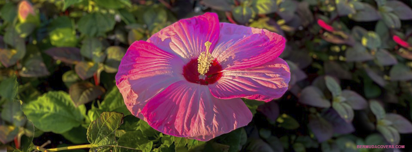 Pink-Bermuda-Hibiscus-Flower-Bernews-facebook-timeline-Graphic-3SH3k3ff