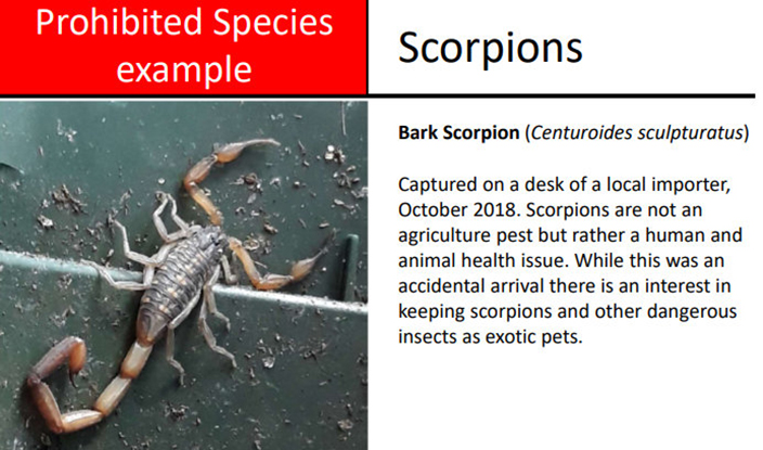 Invasive Alien Species Scorpions Bermuda Aug 2021
