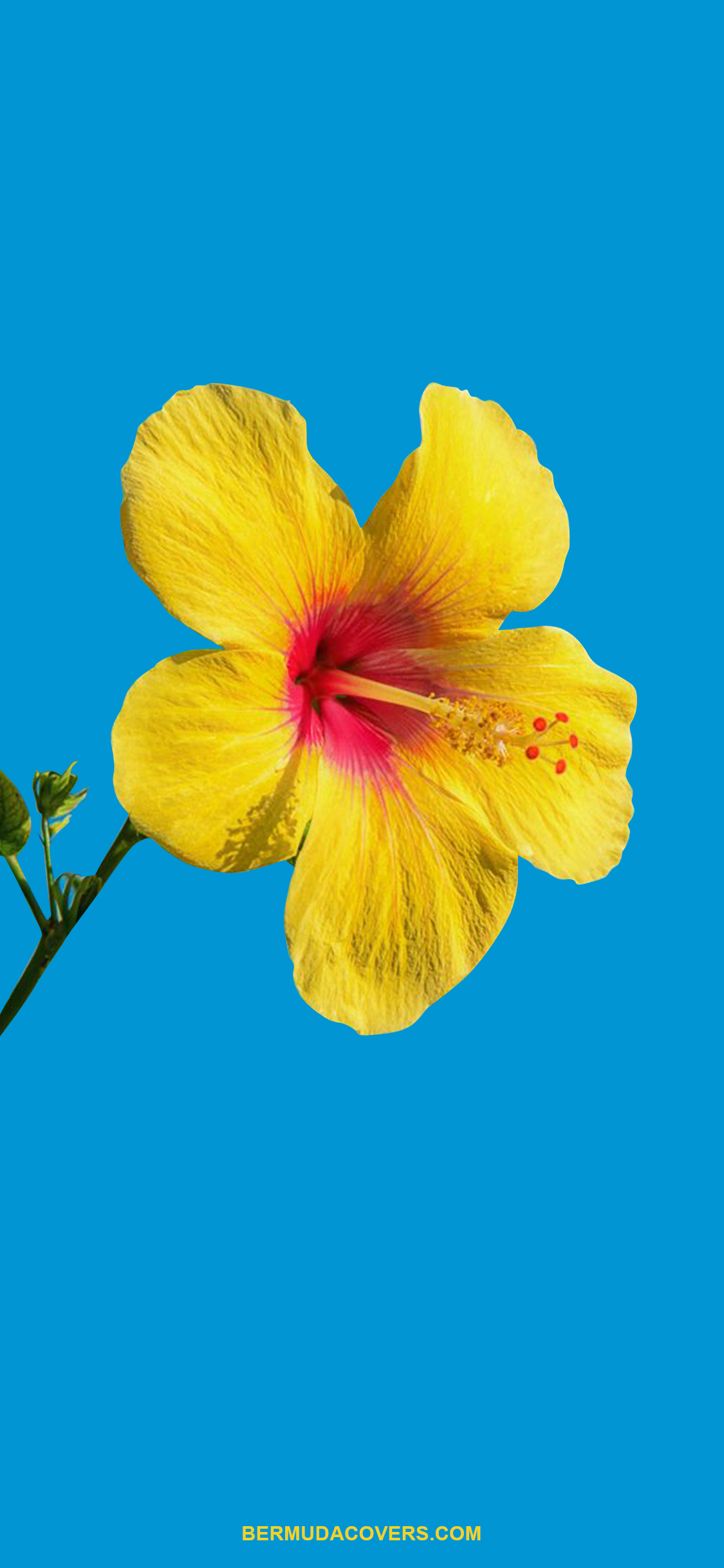 Yellow-Bermuda-Hibiscus-Flower-Bernews-Mobile-phone-wallpaper-lock-screen-design-image-photo-2a8E3daE