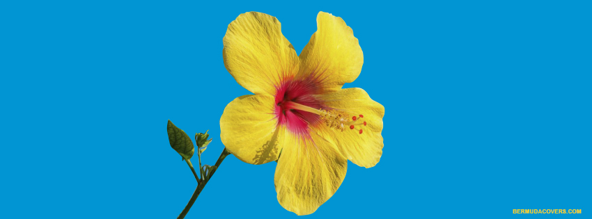 Yellow-Bermuda-Hibiscus-Flower-Bernews-facebook-timeline-Graphic-2a8E3daE
