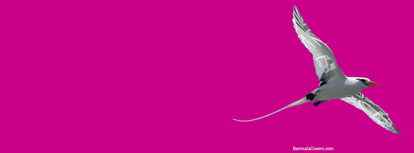 1 Longtail With Bermuda Flag Accent Pink Long Tail Bernews Facebook Timeline Cover Graphic w29FQFCc