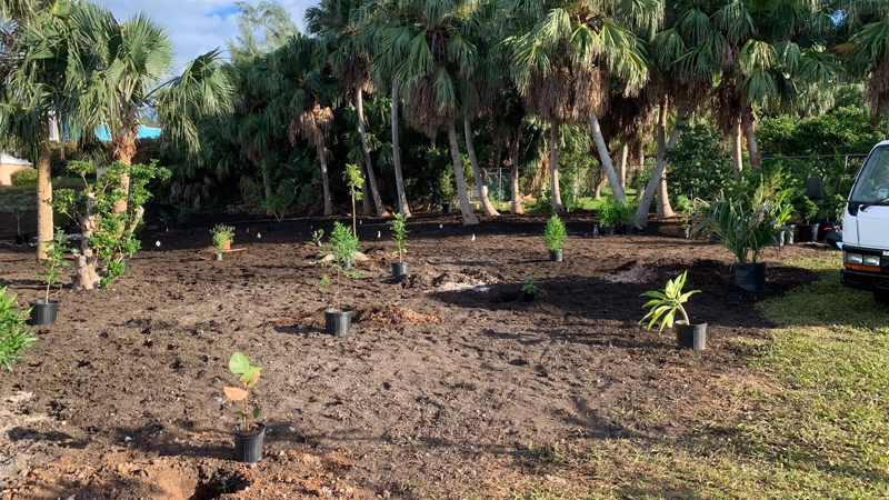 Queen’s Green Canopy tree planting Bermuda Nov 2021 (3)