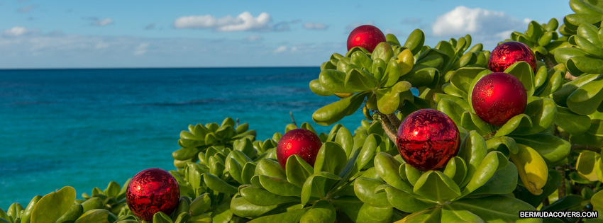 Nature’s Christmas Bernews Bermuda Facebook timeline cover graphic