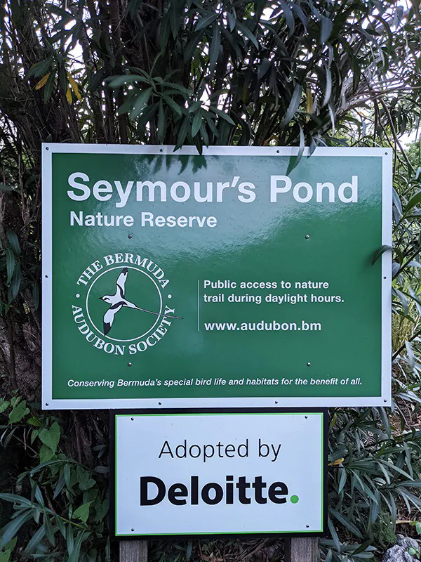 Seymour Pond Maintenance Project  Bermuda Audubon Society Dec 2021