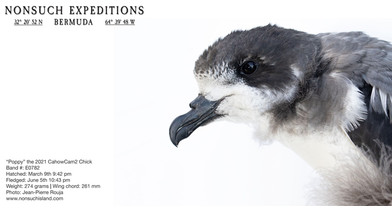 US National Audubon Magazine December 2021 (2)