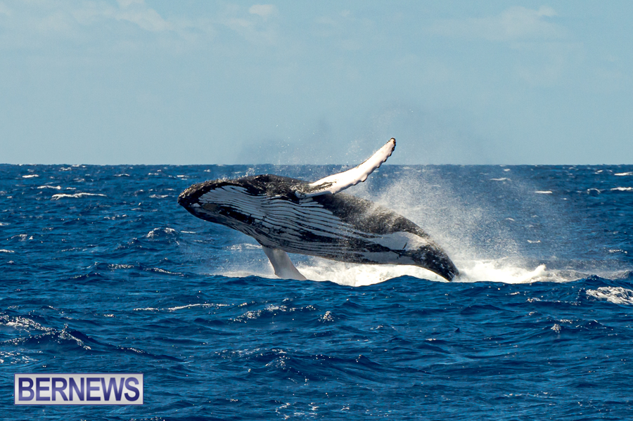 490 Eagle eyed observers have already noted sightings of Humpback whales in the area