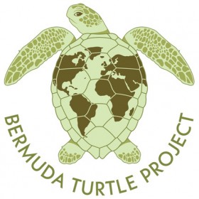 Bermuda Turtle Project Feb 2022