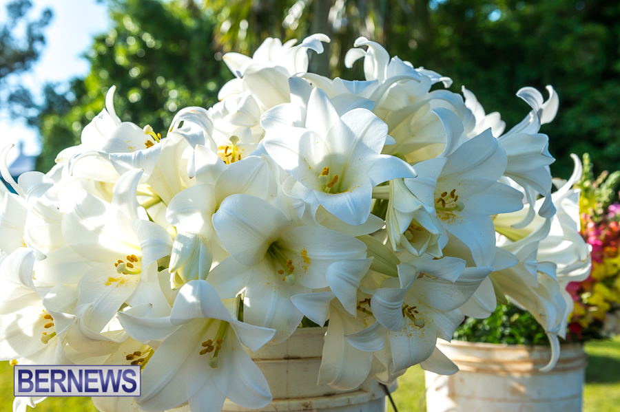 Easter Lilies Bermuda 2022 JM (1)