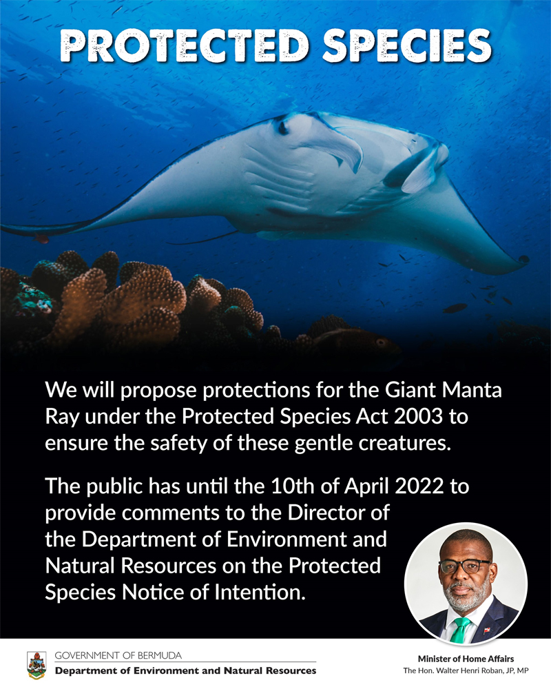 Protected Species Bermuda April 2022