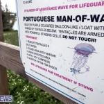 Portuguese Man O War on beach Bermuda May 2022 SB (27)