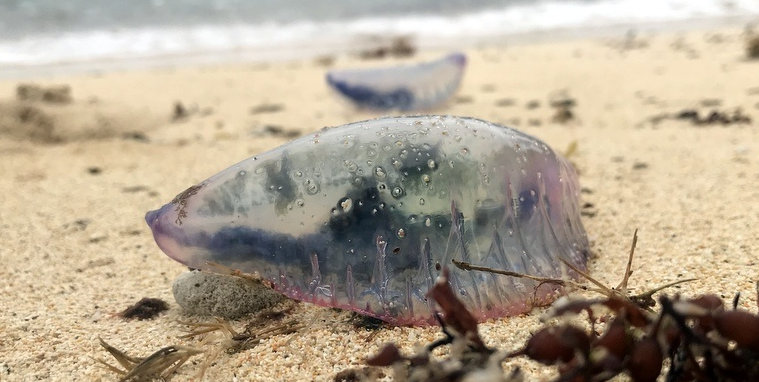 Photos/Video: Man O Wars Washed Up On Beach - Bernews