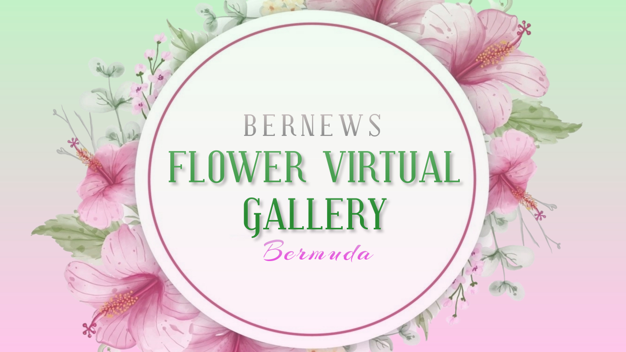 Video Virtual Gallery' Of Bermuda Flowers Bernews
