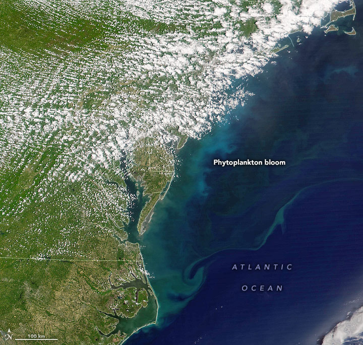 Phytoplankton bloom May 2022