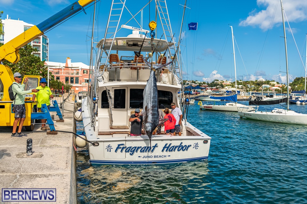 Fragrant Harbor Marlin fish caught Bermuda 2022 (4)