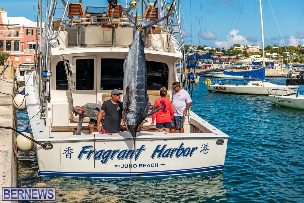 Fragrant Harbor Marlin fish caught Bermuda 2022 (5)