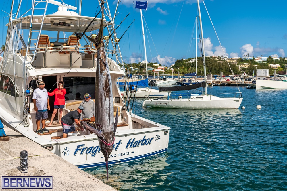Fragrant Harbor Marlin fish caught Bermuda 2022 (6)